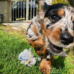 Dachshund Puppies from Strom Ranch