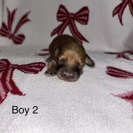 Boy 2 - Red male Dachshund puppy in Randolph, Mississippi from Barnes Family Kennel