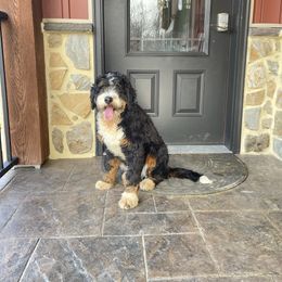 Remi - Tri-color male Bernedoodle puppy in Holtwood, Pennsylvania from Country Ridge Puppies