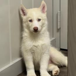 Boy 2 - White male Siberian Husky puppy in Laneville, Texas from ETX Huskies