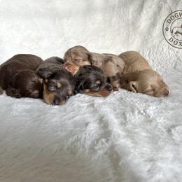 Dachshund Puppies from Dogwood Doxies