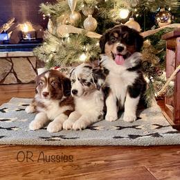 Australian Shepherd Puppies from OR Aussies