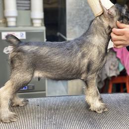 Standard Schnauzer Puppies from Stahlkrieger Standard Schnauzers