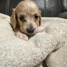 Female-green - Cream female Dachshund puppy in Greenfield, Indiana from Thompson's Prairie Pride