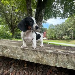 Liberty - Piebald female Dachshund puppy in Burlington, North Carolina from Dachshund Meadows
