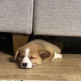Pembroke Welsh Corgi Puppies from Family Corgis NC