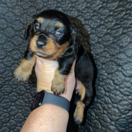 Girl 1 - Black and tan female Dachshund puppy in Liberty, Mississippi from Liberty Oaks Aussies and Dachshunds