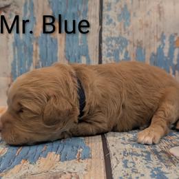 Mr Blue - Apricot male Goldendoodle puppy in Lebanon, Pennsylvania from Robertson's Retrievers and Doodles