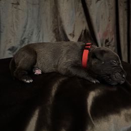 Black VELVET - Black female American Bully puppy in Texas from TEXAS BULLY FAMILY