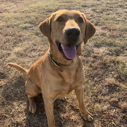 Tazz - Labrador Retriever