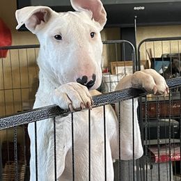 Dove - White Bull Terrier puppy in Nevada from Stonehouse Dogs