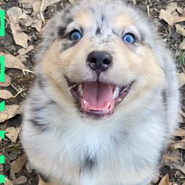 Miniature Australian Shepherds from Stacey Byars-Cosby's Miniature Australian Shepherds