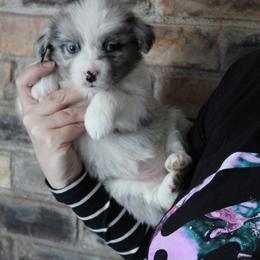 Jolly - Blue merle female Miniature American Shepherd puppy in Williamston, Michigan from Rust Belt Farms