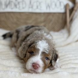 Aussiedoodle Puppies from Silva Ranch Doodles