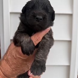 Girl 3 - female Leonberger puppy in Manchester, Tennessee from Bois D’Arc Leonbergers