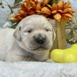 River - Light golden male Golden Retriever puppy in Doniphan, Missouri from Stockford’s Golden Retrievers