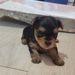 DAISY - Black and tan female Yorkshire Terrier puppy in Chickasha, Oklahoma from SISSYS YORKIES