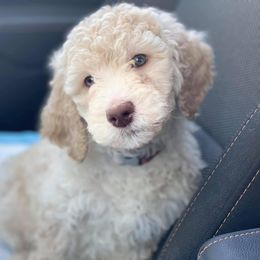 Poodle Puppies from Az Dandelion Doodles