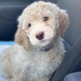 Poodle Puppies from Az Dandelion Doodles