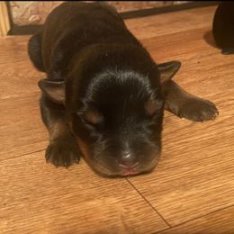 Rottweiler Puppies from Hale Haus Rottweilers