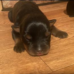 Rottweiler Puppies from Hale Haus Rottweilers
