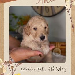 Aster - Apricot male Goldendoodle puppy in Asheboro, North Carolina from Magnolia Farm Doodles