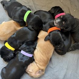 English Cocker Spaniel puppies from Coco Kennel