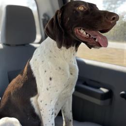 German Shorthaired Pointers from Hett Farm