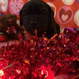 Boy 1 - Cane Corso puppy from Capital City Corso’s