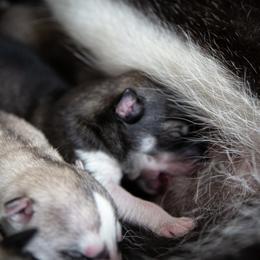Siberian Husky Puppies from Ivie Huskies