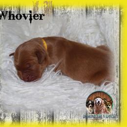 Whovier - Dark golden female Golden Retriever puppy in Anson, Texas from Diamond Bar N Ranch