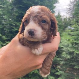 Duke - Red and white male Cockapoo puppy in Strasburg, Pennsylvania from Dana's Domain Cockapoos
