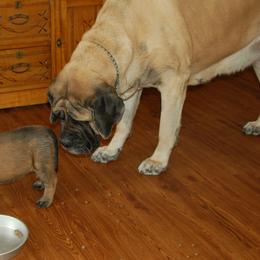 Mastiff Puppies from Celtic's Mastiffs