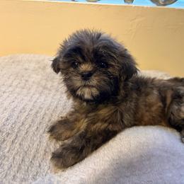 Little Lion - Liver male Shih Tzu puppy in Kodak, Tennessee from Cutshall Babies