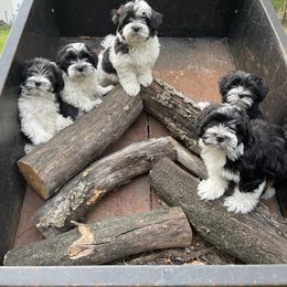 Girl 1 - Havanese puppy from La Brisa Havanese