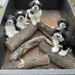 Girl 1 - Havanese puppy from La Brisa Havanese