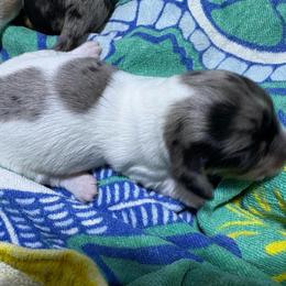 Puppy 21 AKC - Dapple female Dachshund puppy in Fayetteville, Pennsylvania from PA's Darling Doxies