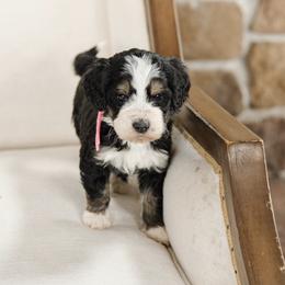 Hera - Pink Collar Female - Tri-color female Bernedoodle puppy in Kamas, Utah from A + E Farms