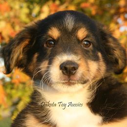 Ambrose - Black tri male Miniature Australian Shepherd puppy in Fairview, South Dakota from Dakota Toy Aussies