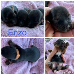 Enzo - Black and tan male Yorkshire Terrier puppy in Tulsa, Oklahoma from Yorker Puppy Palace