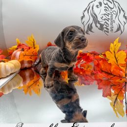 Supra - Blue and tan male Dachshund puppy in Prairieville, Louisiana from Southern Barron Danes & Dachshunds