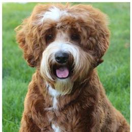 Boomer - Australian Labradoodle
