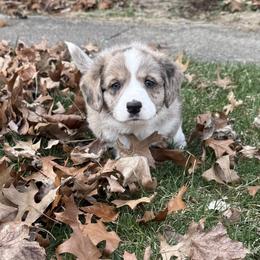 Cardigan Welsh Corgi Puppies from Squires Corgi Cottage