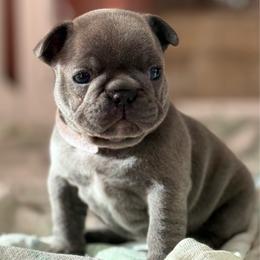 Poppy - Blue female French Bulldog puppy in Freedom, Pennsylvania from themcfrenchies