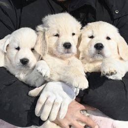Golden Retriever puppies from Grateful Bernese & Gage's Goldens