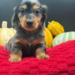 Grayson - Dapple male Dachshund puppy in Corona, California from ChezBeale
