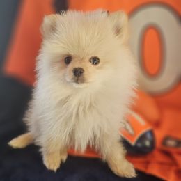 Sunny - Cream male Pomeranian puppy in Granby, Colorado from Grand Poms