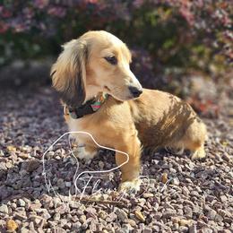 Trixie - Dachshund