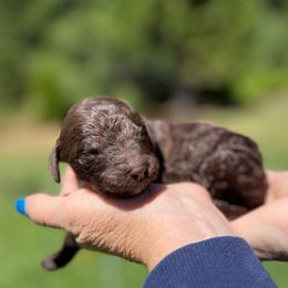 Louie - Brown male Poodle puppy in Wolf Creek, Oregon from Dejah Bleu Kennels