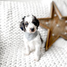 Atlas - Merle male Bernedoodle puppy in Springville, Utah from Happy Doodle
